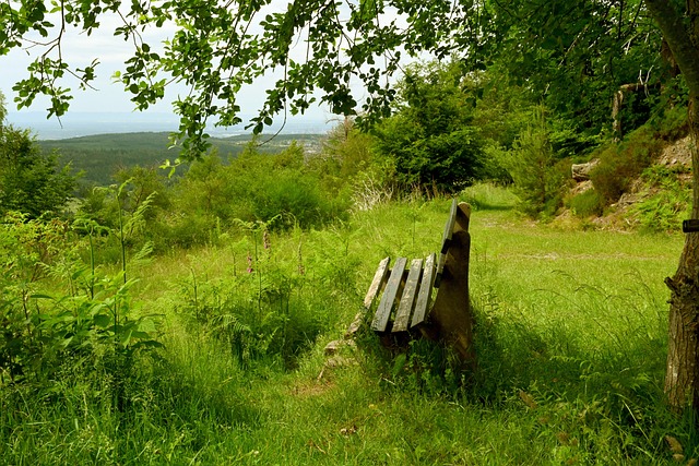莱德红星 莱德红星